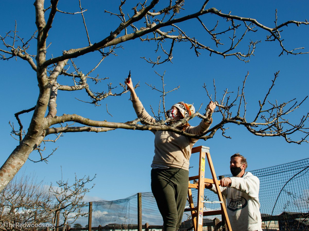 Tree Pruning Workshop&nbsp;Pictures!