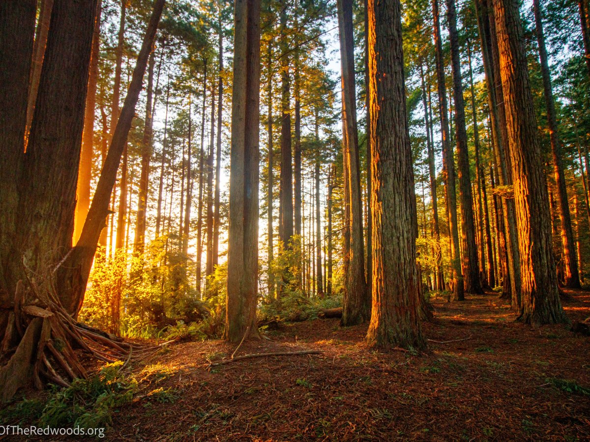 Arcata Forest 2-28-21