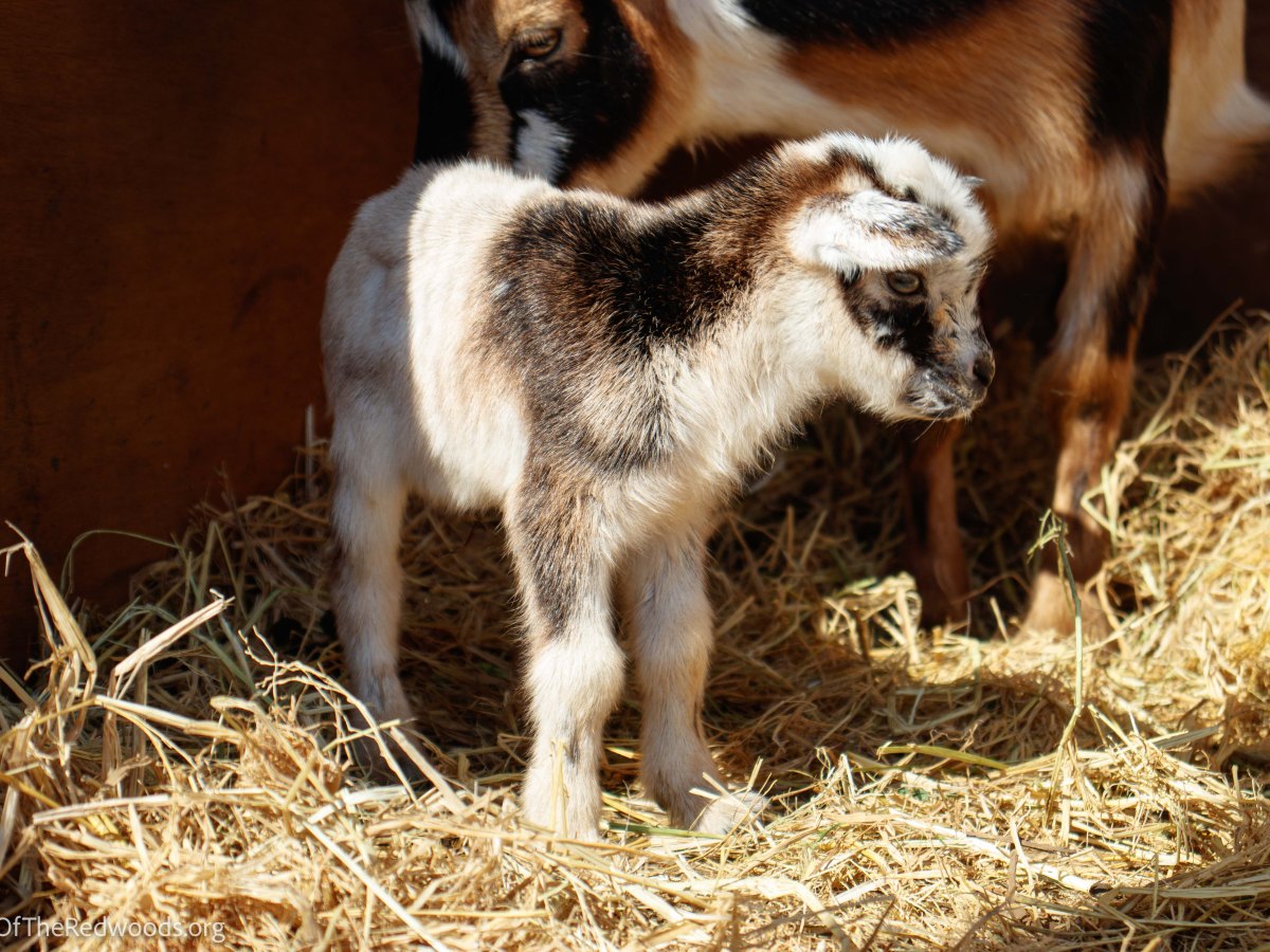 The Abbey has Baby&nbsp;Goats!