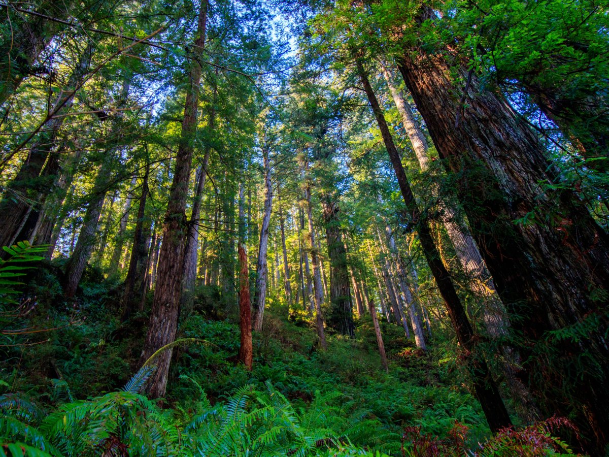 West Ridge Trail&nbsp;1-23-21